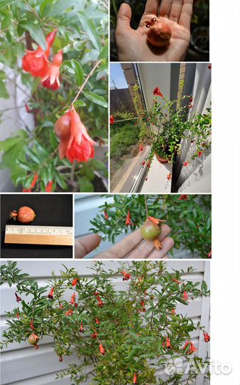 Комнатные плодоносящие растения