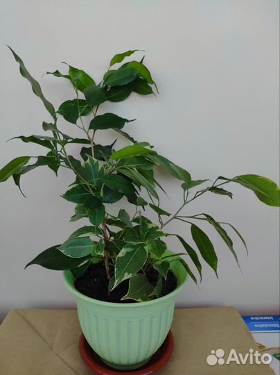 Фикус бенджамина