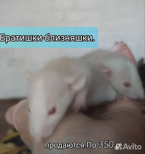 Дамбо крысята