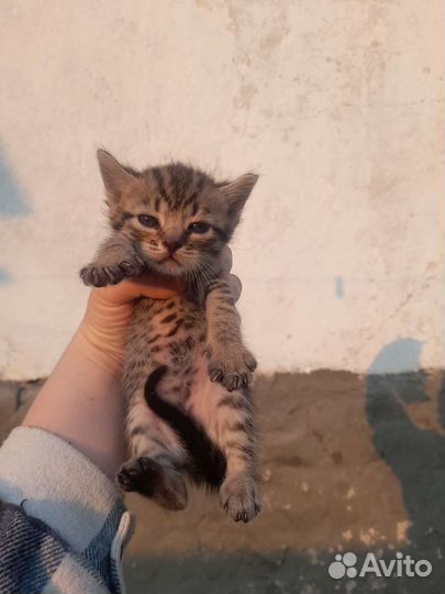 Котята в добрые руки бесплатно