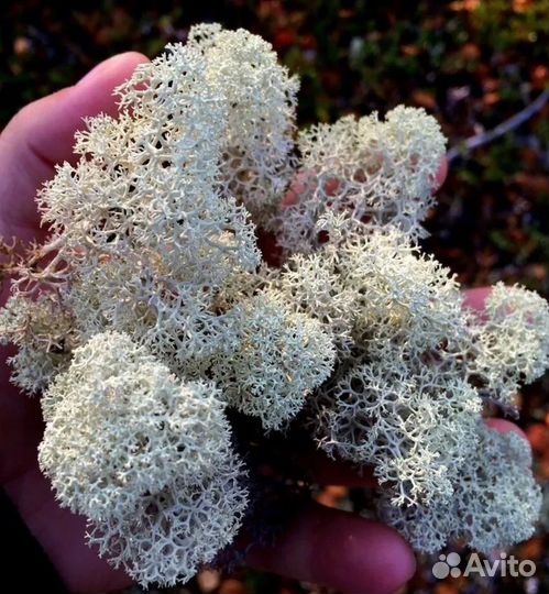 Мох ягель сбор 2024