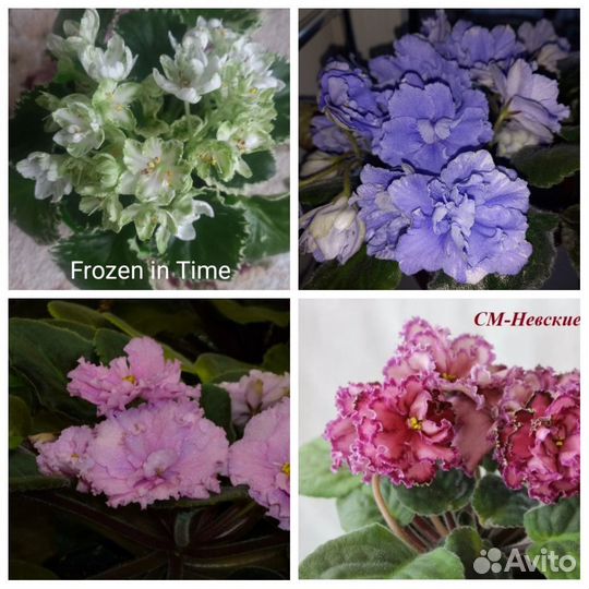 Сортовые фиалки