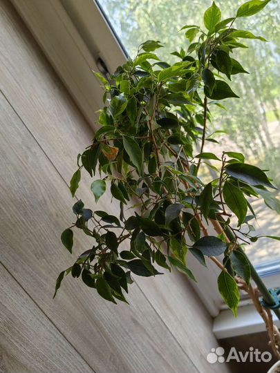 Комнатные цветы