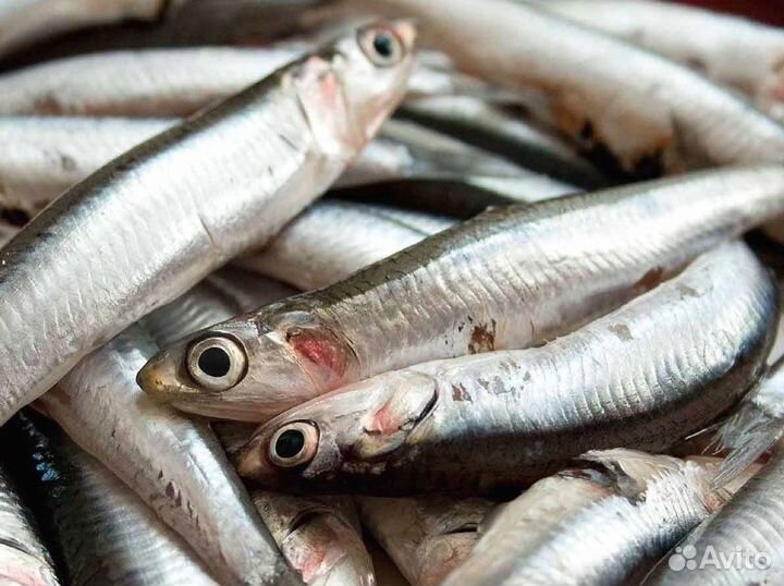 Готовый бизнес: рыбный магазин с доходом