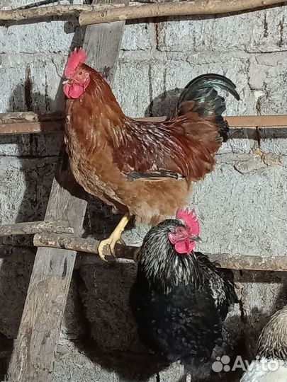 Молодые петухи