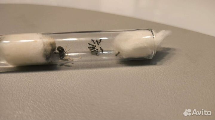 Муравьи lasius niger