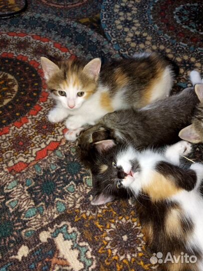 Котята в добрые руки бесплатно