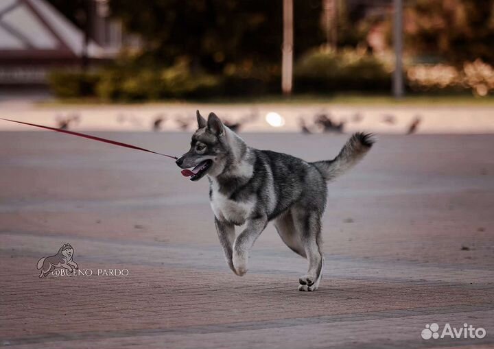 Хаски агути щенки, РКФ