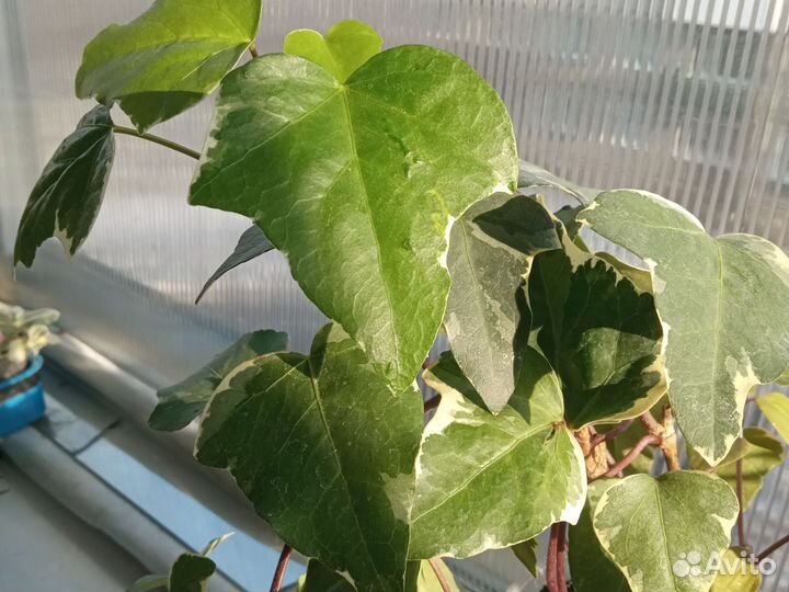 Плющи, ампельные растения. Плющ канарский