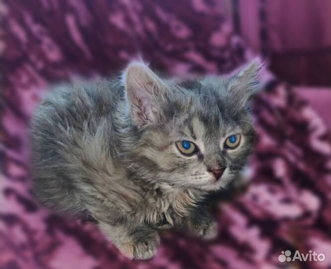 Отдаем котят в добрые руки