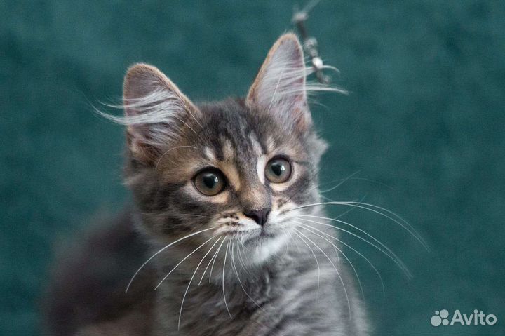 Малышка Хлоя