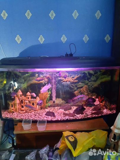 Панорамный Аквариумы
