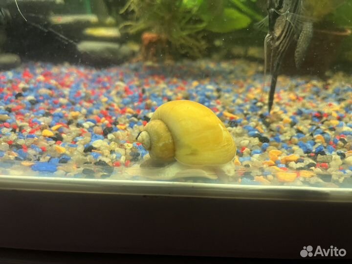 Улитка ампулярии