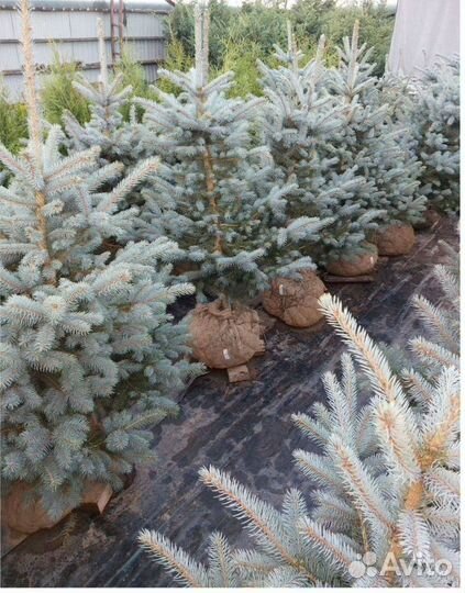 Сосна декоративная Можжевельник Туя Смарагд Колумн