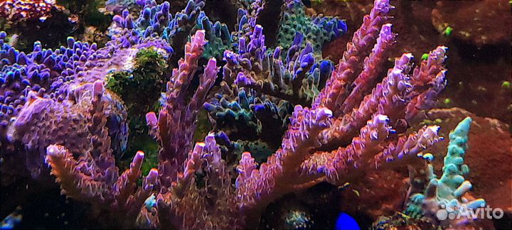 Кораллы для морского аквариума