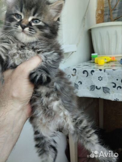 Отдам в добрые руки