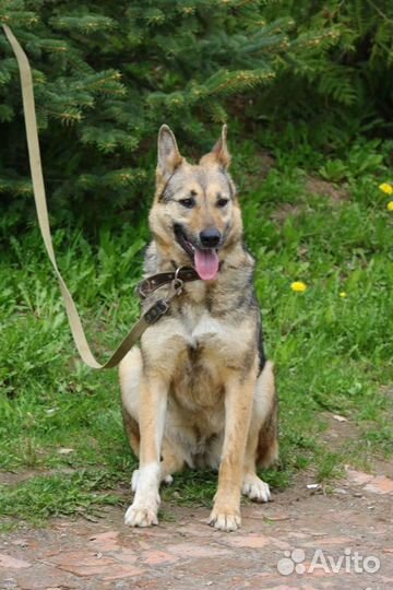 Бетта метис овчарки