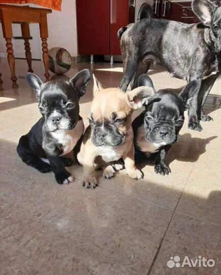 Французский бульдог щенки