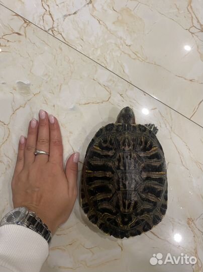 Красноухая черепаха