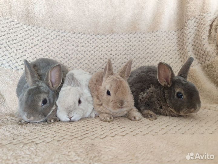 Декоративные кролики карликовые