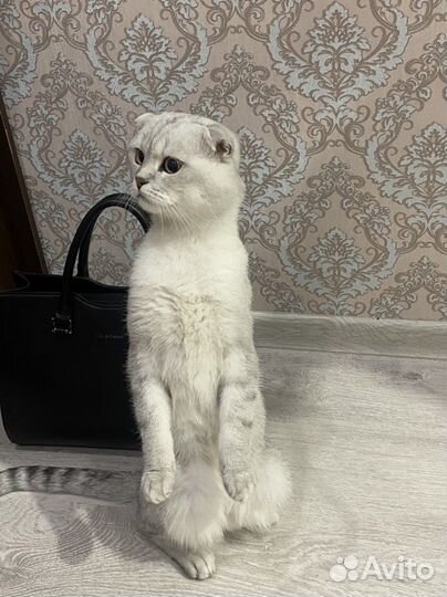 Кот на вязку