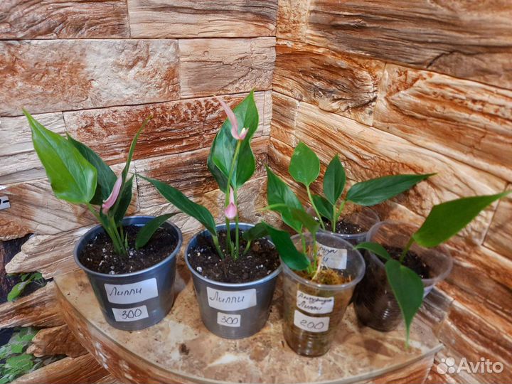 Антуриумы Лилли, Карма пурпл, Триллионс Ред. Зизу