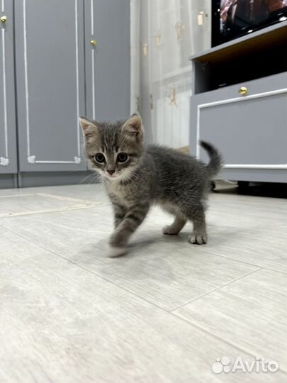 Шотландская кошка
