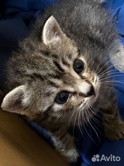Котенок бесплатно