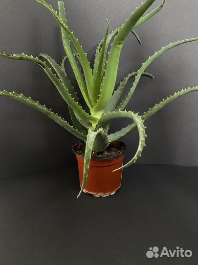 Алоэ древовидное