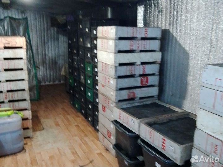 Черви Дендробена