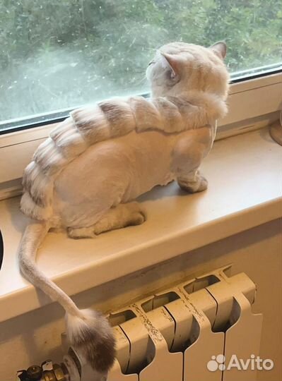 Груминг. Стрижка собак и кошек с выездом. Грумер