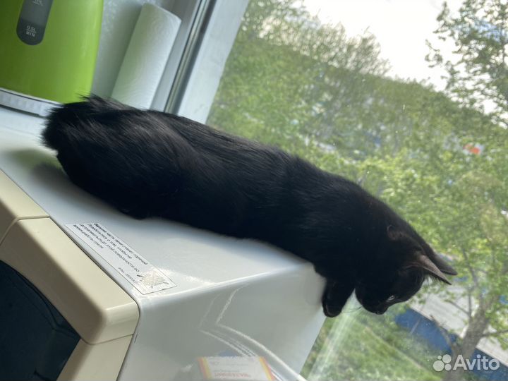 Курильский бобтейл