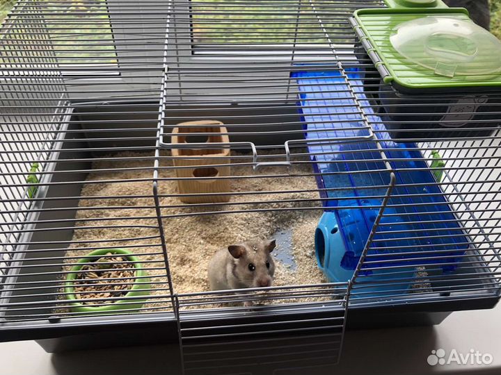 Сирийский хомяк с клеткой