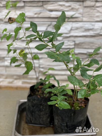 Саженцы голубики 3 летние