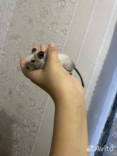 Чилийская белка дегу