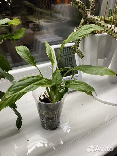 Спатифиллум Дели Индонезия