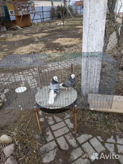 Продажа голубь