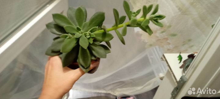 Эхеверия, и гибискус