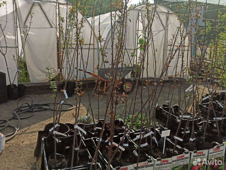 Саженцы слива