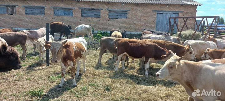 Быки сементалы швицы