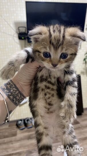 Британские котята