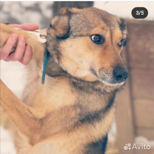 Собака в добрые руки