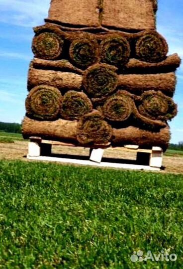 Рулонный газон