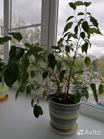 Фикус бенджамина