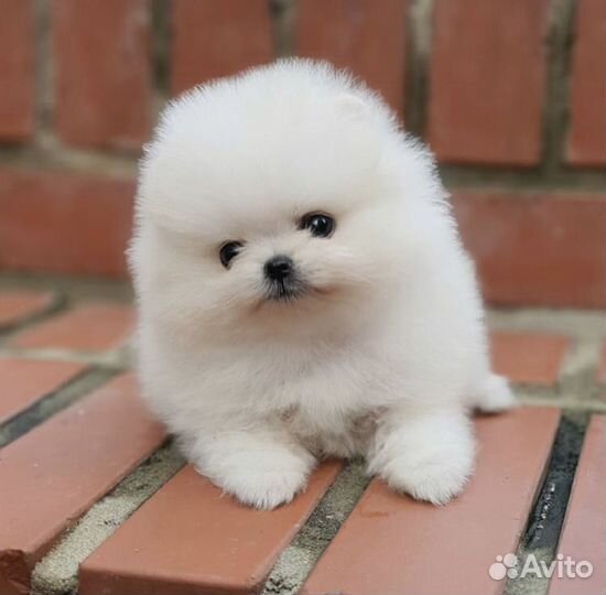 Доставка на дом супер мини шпиц