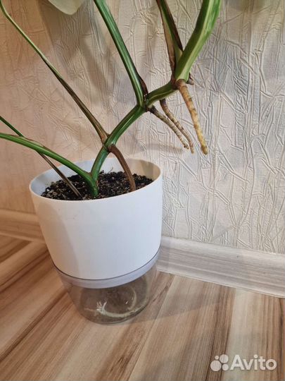 Монстера альба