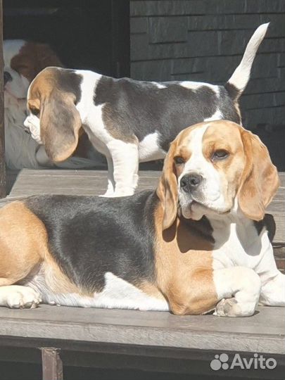 Щенки бигль