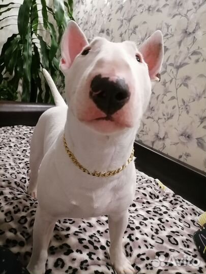 Вязка собак бультерьер