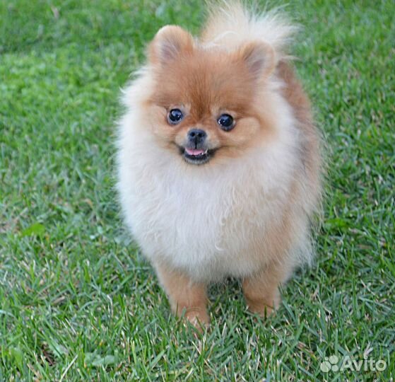 Щенки Померанского шпица