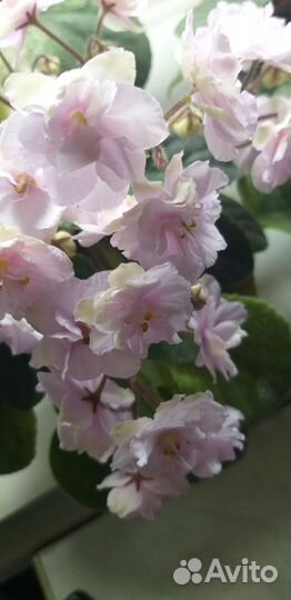 Мини фиалки, детки